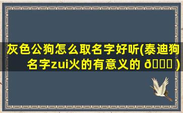 灰色公狗怎么取名字好听(泰迪狗名字zui
火的有意义的 🐝 )